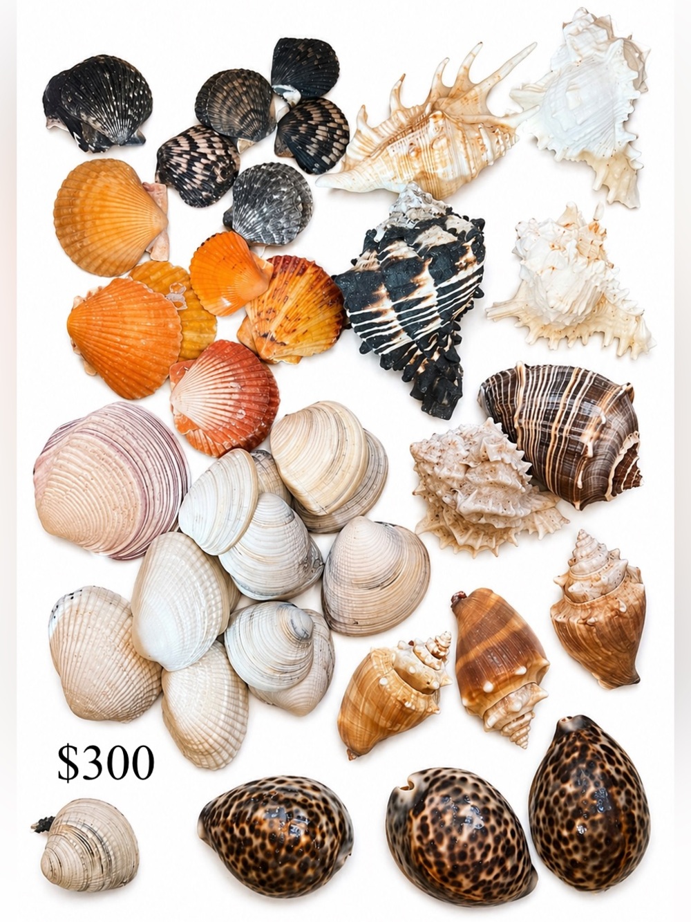 PRIZE $$ Gift Options!!! - Picture 5 of 16